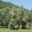 GAEC l'Apalivetu