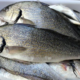 Pêche locale, battellu Francine. Ombrine