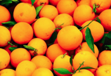 L'ortu di Biguglia. oranges