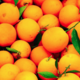 L'ortu di Biguglia. oranges