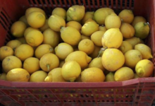 Citrons non traités