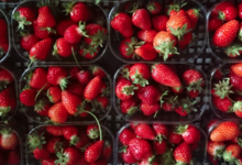 La Ferme de Queccialba. Fraises