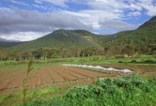 La Ferme de Queccialba