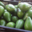 La Ferme de Queccialba. Avocats