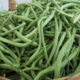 La Ferme de Queccialba. Haricots verts