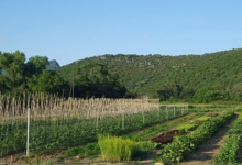 La Ferme de Queccialba