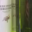 Domaine Petricajola. Huile d'olive vierge extra