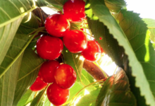 Domaine Petricajola. Cerises non traitées