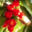 Domaine Petricajola. Cerises non traitées