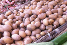 Le Potager du Nebbio. Pomme de terre