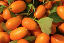 Grandi Fruits et légumes. Kumquat