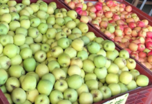 Grandi Fruits et légumes. Pommes