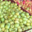 Grandi Fruits et légumes. Pommes
