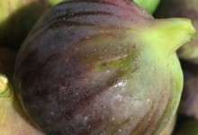 Grandi Fruits et légumes. Figues