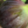 Grandi Fruits et légumes. Figues