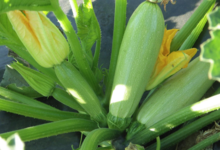 A Butteca. Courgette