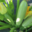 A Butteca. Courgette