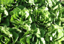 A Butteca. Salade