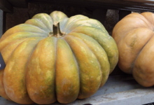 A Butteca. Potirons "Musquée de Provence",