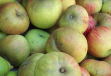 A Butteca. Pommes Reine des reinette