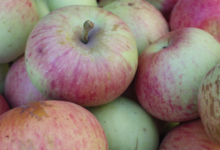 A Butteca. Pommes Fior di Cascia