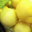 A Butteca. Citrons