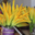 A Butteca. fleurs de courgette
