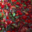 Miss rhubarbe. Confiture fraise rhubarbe