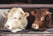 Ferme de Travailles