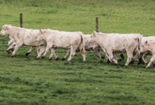 Ferme de Travailles