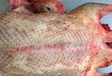 La Ferme Du Réel. Canette de Barbarie