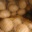 La Ferme Du Réel. Pomme de terre Nazca