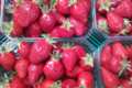 Les fraises de Germain