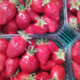 Les fraises de Germain