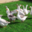 Le Canard St Martin