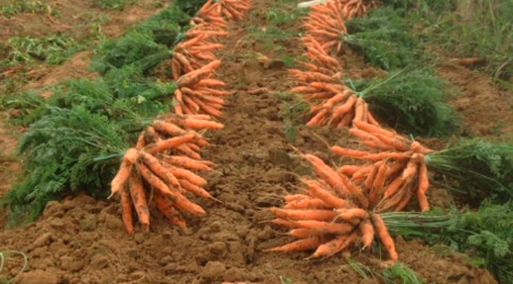 Au Panier De La Ferme. Carottes