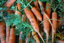 EARL du majeur / le potager d'anne