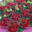 Les Vergers De Leycuras. Framboises