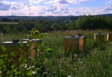 Le chemin des abeilles