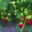 Les Jardins De Combarelles