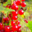 Le Verger De Cessinas. Groseilles