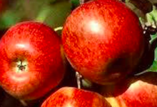 Les pommes d'Abit. Jonagold