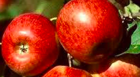 Les pommes d'Abit. Jonagold