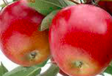 Les pommes d'Abit. Wellant