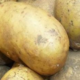 Gaec Antoinet, Pommes de terre Céphora
