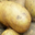 Gaec Antoinet, Pommes de terre Céphora
