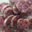 Earl Pecout. Saucisson sec au roquefort