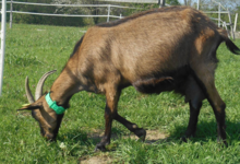 La ferme de Blandine