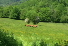 La ferme de Blandine