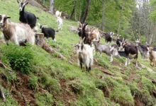 Les chèvres de la Pinatelle